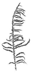 Cratoneuron filicinum, habit. Drawn from G.O.K. Sainsbury s.n., 26 Dec. 1950, WELT M013626.
 Image: R.C. Wagstaff © Landcare Research 2014 
